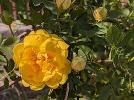 gele roos in de tuin foto