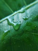 kleurrijk beeld van waterdruppel op blad. macro foto. dichtbij om bezwaar te maken. foto