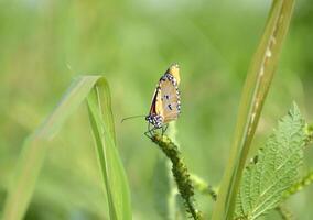 een detailopname schot van een insect Aan een groen blad foto