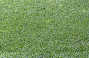 groen gazon met wit achtergrond, natuurlijk gras textuur. foto