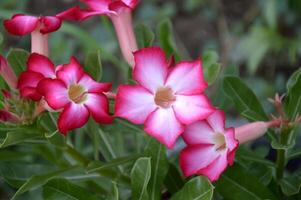 mooi roze adenium bloem in de tuin foto