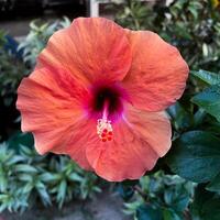 hibiscus bloem tegen groen gebladerte foto