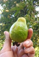 beeld van vers rood guava fruit Aan hand- met een boom in de achtergrond foto