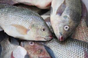 vis, tilapia, tanks foto