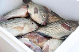 vis, tilapia, tanks foto