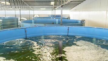 vis, tilapia, tanks foto