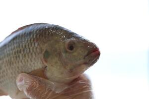 vis tilapia, Nijl tilapia vis, vis zwemmen, vers rauw vis, vis tanks, vis landbouw foto