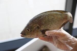 vis tilapia, Nijl tilapia vis, vis zwemmen, vers rauw vis, vis tanks, vis landbouw foto