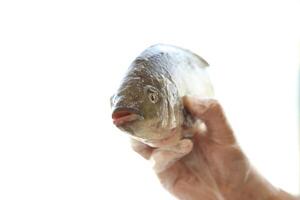 vis tilapia, Nijl tilapia vis, vis zwemmen, vers rauw vis, vis tanks, vis landbouw foto