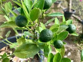 limoen fabriek met groen bladeren en fruit in een pot foto