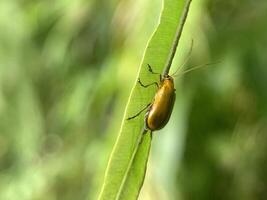 een insect is zittend Aan een blad in de zon foto