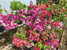 papier bloemen in de tuin met divers types van kleuren foto