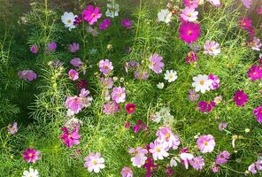 veelkleurig bloemen van kosmos aster struik met warm zonlicht in voorjaar of zomer. tuinieren foto