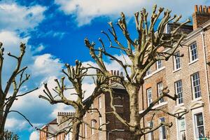 bladerloos gesnoeid boom takken tegen een blauw lucht met pluizig wolken, met een backdrop van traditioneel steen herenhuizen, presentatie van stedelijk natuur en architectuur in york, noorden yorkshire, Engeland. foto