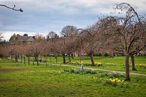 rustig park tafereel met bloeiend narcissen en kaal bomen, met een kronkelend pad en woon- huizen in de achtergrond onder een bewolkt lucht in harrogeren, noorden yorkshire. foto