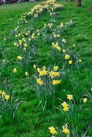 levendig geel narcissen bloeiend langs een kronkelend pad in een weelderig groen park, signalering de aankomst van de lente. foto