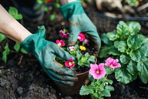 tuinman aanplant helder gekleurde bloemen in een levendig tuin gedurende lente foto