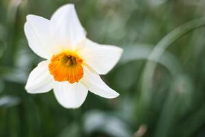 dichtbij omhoog foto van een geel bloem in de park