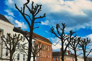 bladerloos gesnoeid bomen staan tegen een levendig blauw lucht met pluizig wolken, met traditioneel Europese architectuur in de achtergrond in york, noorden yorkshire, Engeland. foto