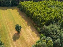 luchtfoto van boom in het veld omgeven door bos foto