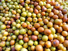 ziziphus Mauritanië, ook bekend net zo ber, chinees appel, jujube, Indisch Pruim en masau is een tropisch fruit boom soorten behoren naar de familie rhamnaceae. foto