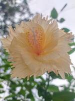 licht geel gekleurde hibiscus bloem foto