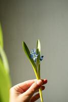 sneeuwklokjes, boshyacinten, scilla bloemen. blauw voorjaar bloemen fabriek foto