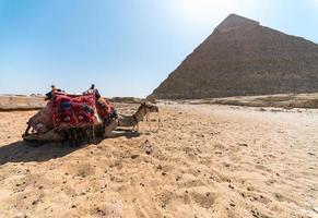 kameel tegen de achtergrond van de piramide van cheops in giza foto