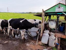 werkwijze van melken de koeien. zuivel koe melken, melken routines. foto