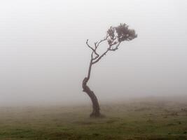 magisch mistig Woud en laurier bomen met ongebruikelijk vormen veroorzaakt door hard wind. reizen de wereld. fee verhaal plaats. fanatiek Woud, laurisilva van Madeira, een UNESCO wereld erfenis, Portugal. foto