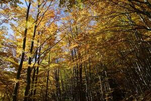 herfst bladeren Aan een boom in natuur. val. mooi kleuren van de seizoen Wijzigen. kalmte van gouden licht en tinten. kalmte moment in de Woud. levendig kleuren. foto