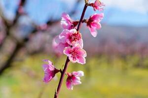 helder roze perzik bloesem. kleurrijk en spectaculair fruit boom bloeit. foto