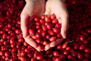 vrouw handen aanraken de fruit roos heup of rozenbottel. leeg ruimte voor kopiëren Plakken. achtergronden en texturen. rood levendig kleuren. filmisch. wild fruit en gezond voedsel. foto