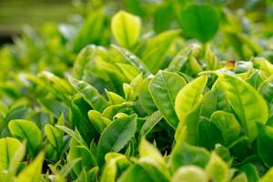 detailopname van groen thee bladeren. goreana thee fabriek Aan sao miguel eiland in de azoren, Portugal. goreana is de oudste, en vandaag de dag de enkel en alleen thee plantage in Europa. foto
