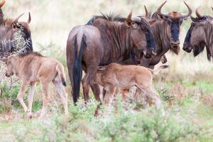 blauw wildebeest en kalveren in mokala np foto