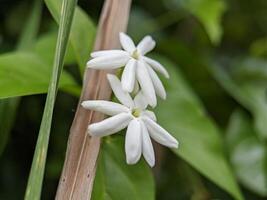 macro van jasminum auriculatum bloem fabriek foto