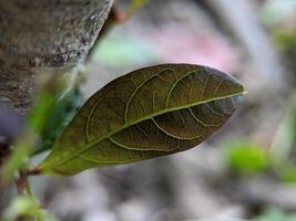 macro van bruin bladeren structuur met wazig Aan achtergrond foto