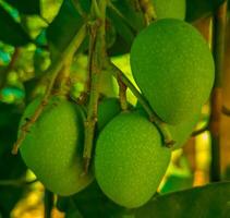 detailopname van groen mango fruit Aan de boom foto