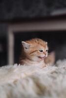 schattig weinig gember katje spelen Aan de bed. pluizig kat foto