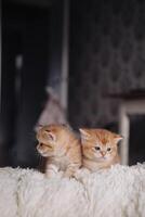 schattig weinig gember kittens spelen Aan de sofa in de kamer. foto