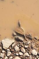 macro fotografie van plas van water Aan zand en steen weg foto