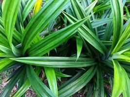 dichtbij omhoog foto van vers groen pandan bladeren