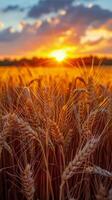 tarwe veld- met instelling zon foto