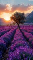 eenzaam boom in lavendel veld- Bij zonsondergang foto
