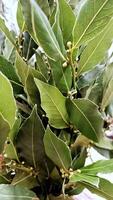 groen bladeren van de laurier boom botanisch voedsel planten kruiden zorg aromatisch specerijen groen mooi natuurlijk ingrediënt bloemen achtergrond foto