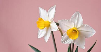 vers voorjaar bloemen narcis boeket banier Aan roze perzik achtergrond moeders dag valentijnsdag foto