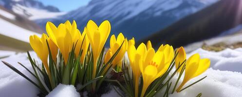 voorjaar banier geel krokus bloemen in bergen sneeuwklokjes vroeg voorjaar kopiëren ruimte maart april plantkunde planten vers reizen vakantie vallei foto