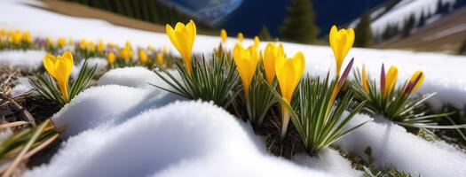 voorjaar banier geel krokus bloemen in bergen sneeuwklokjes vroeg voorjaar kopiëren ruimte maart april plantkunde planten vers reizen vakantie vallei foto