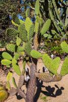 stekelig woestijn cactus foto