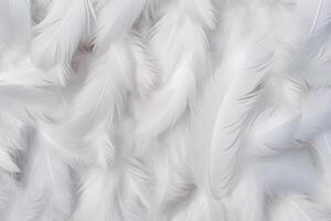 wit zacht veren achtergrond, wit pluizig veren patroon, mooi veren achtergrond, veren behang, vogel veren patroon, foto